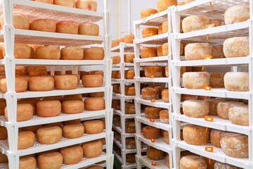 Aging cheese wheels on shelves in a controlled environment showcase traditional cheese-making. This image suits gourmet cuisine or dairy industry themes for culinary publications.