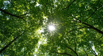 Fototapeta premium Sunlight Through the Canopy: A Green Forest Perspective
