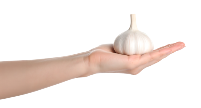 A hand holds a single head of garlic, symbolizing a key ingredient and its health benefits.