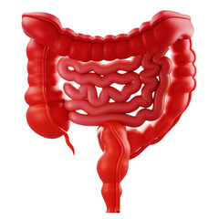 3D Render 3D render of colon and rectum for medical education and design.