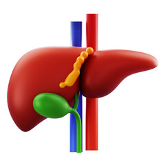 3D Render 3D liver anatomy illustration highlighting hepatic structure and vascular system for medical, educational, and promotional use.
