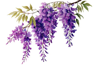 watercolor illustrations small bush wisterias