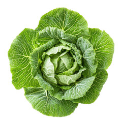 Obraz premium Napa cabbage, the leaves form a loose, rosette pattern with visible ribs and veins. full length isolate on transparent background