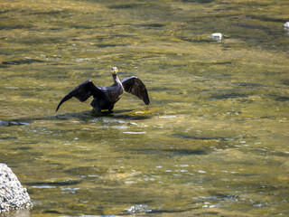 羽を乾かす猪名川の川鵜