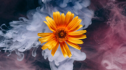 Flower steam. Smoke wave. Defocused pink blue color nature fog ink in flowing water yellow plant on...