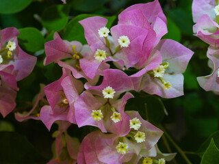 Close-up of vibrant pink bougainvillea bracts with delicate white flowers in bloom, creating a...