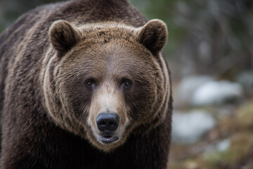 Fototapeta premium クマ、イメージ