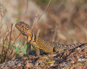 Female Collared Lizard in the Wichita Mountains