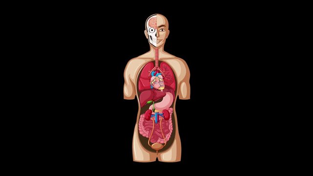 Labeled Human Internal Organs Animation on Black Background