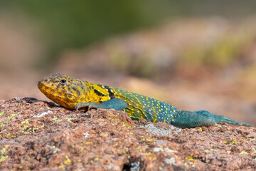 Male Collared Lizard in the Wichita Mountains