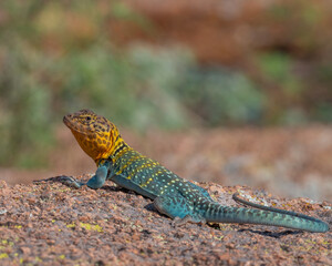 Male Collared Lizard in the Wichita Mountains