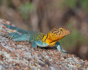 Male Collared Lizard in the Wichita Mountains