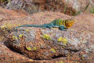 Male Collared Lizard in the Wichita Mountains