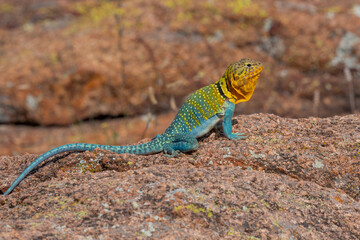 Male Collared Lizard in the Wichita Mountains