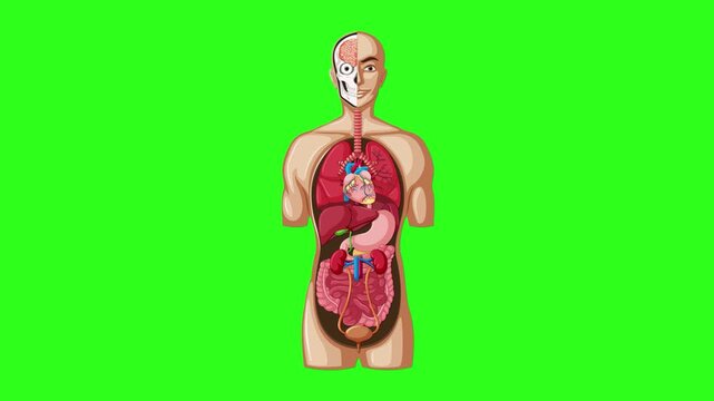 Animated Human Anatomy Diagram with Organ Labels on Green Background