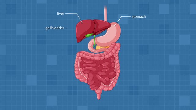 Labeled Animation of Human Digestive System Anatomy