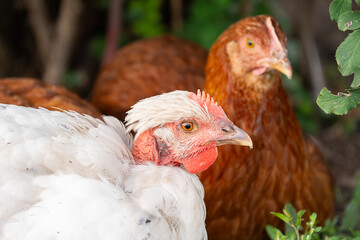 Naked neck chicken head close up with brown chicken in the background.