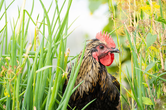 Black copper marans rooster walking in green grass and plants in sunny farm.