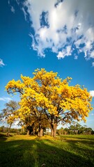 Lush yellow tree under a vibrant sky