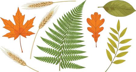 Autumn vector leaves on isolated background. Drawing of fall dried plants with oak and maple leaf and fern for harvest festival or thanksgiving greeting cards or invitation.