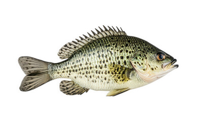 Fototapeta premium Black crappie fish isolated on transparent background