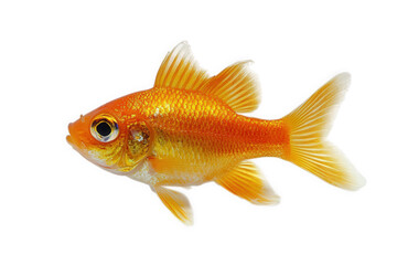 Fototapeta premium A bright orange goldfish swimming, isolated on transparent background