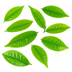 Fototapeta premium Fresh Tea Leaves Isolated On White Background: Captivating shot of vibrant green tea leaves. A refreshing symbol of nature's bounty. A true testament to freshness and natural beauty.