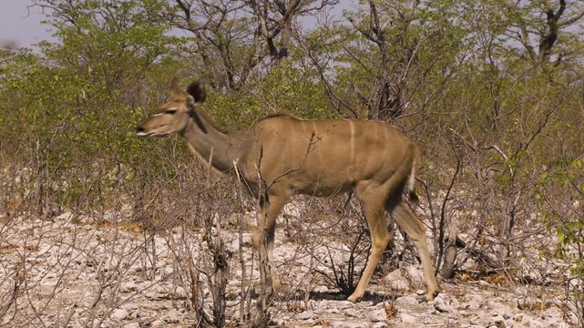 Arid landscape with a few green mopane trees. A female kudu approaches from the right in slow motion and leaves the frame. A second one follows behind.