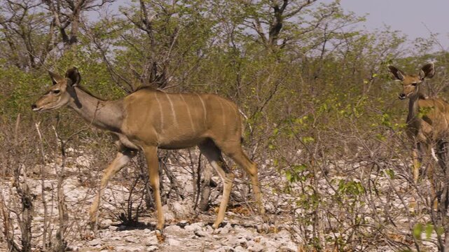 Two female kudus walk one behind the other in slow motion through a dry landscape dotted with green mopane trees. The camera pans along with the first animal.