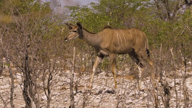 A female kudu walks in slow motion through a thicket in Namibia. The landscape is flat and dry with the occasional glimpse of the lush green of a mopane tree. Eventually, the antelope leaves the frame