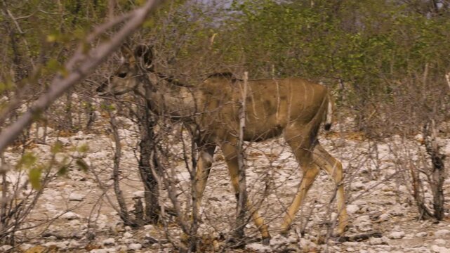 A female kudu walks in slow motion through a thicket in Namibia. The landscape is flat and dry with some green mopane trees. Eventually, the antelope leaves the frame to the left.