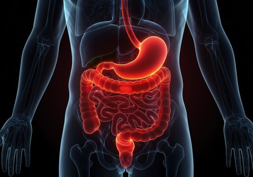 x-default Human Digestive System Anatomy