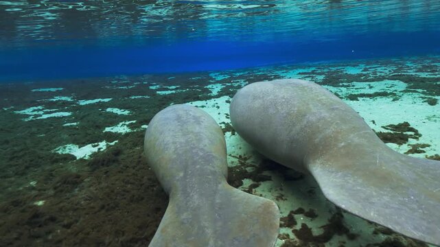 Underwater view of two manatees swimming side by side in a crystal-clear Florida spring.
