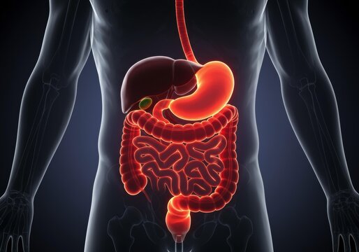 x-default Human Digestive System Anatomy