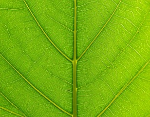 Obraz premium Close-up view of vibrant green leaf veins