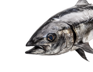 Closeup of a fresh tuna fish head isolated on transparent background