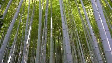 Smooth vertical camera movement showing tall bamboo trees from top to bottom in Japanese forest