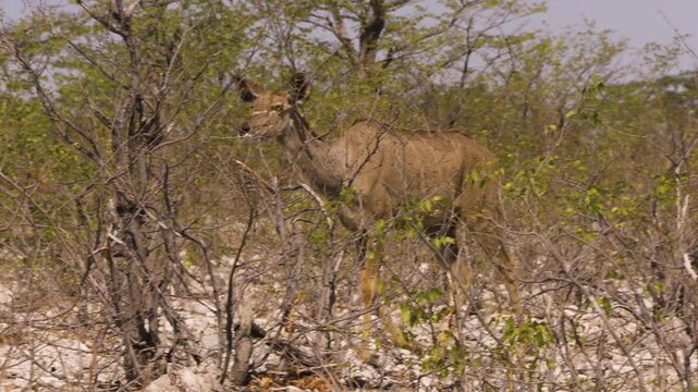 A female kudu walks in slow motion through a dry landscape dotted with green mopane trees. The camera pans along. Finally, the antelope stops and observes its surroundings.