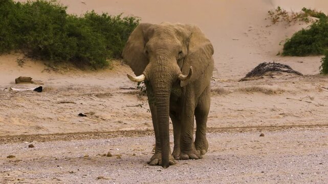 Mighty bull elephant approaches with a branch in his mouth. He has extraordinarily large feet, an adaptation to desert life. His name is Arnold; he is the oldest male in Namibia's Hoanib Valley.