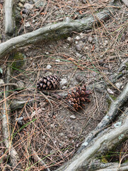 Pinecones and Tree Roots on Forest Floor.