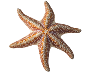Sixarmed starfish with orange and white pattern isolated on transparent background