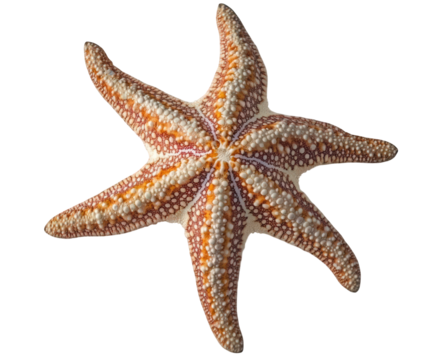 Sixarmed starfish with orange and white pattern isolated on transparent background