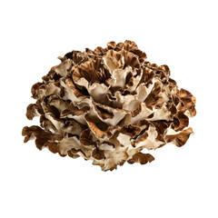 Maitake mushroom (Grifola frondosa) PNG with transparent background for culinary and health uses.