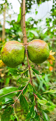 Close-up of two young green pomegranates on a tree branch with fresh dew drops, surrounded by glossy leaves, symbolizing organic farming, tropical nature, freshness, and healthy living.