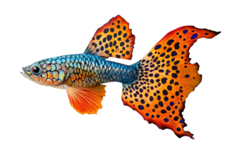 Colorful male guppy fish with orange and black spots isolated on transparent background
