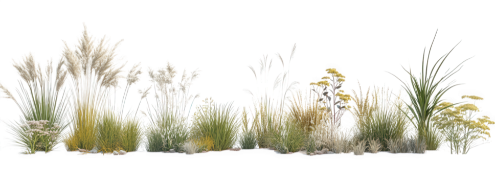 A variety of tall grasses and yellow wildflowers in a natural setting, isolated on transparent background