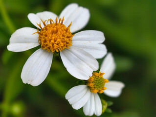 Obraz premium Delicate White Flowers with Orange Centers Blooming in Nature.