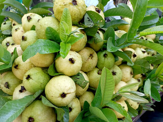 Fresh Ripe Guavas with Leaves Displayed at Local Market