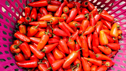Fresh Red Chili Peppers in a Basket