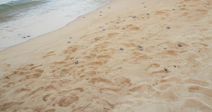 Newly hatched baby turtles crawl across sandy Juara Beach of Tioman Island to shoreline. One turtle moves quickly, tumbles comically at small sand hole, then continues way toward water.